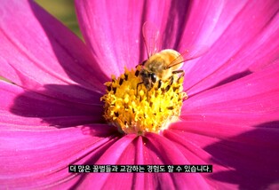 김효진-서경덕, 세계 벌의 날 맞아 '꿀벌을 위하여' 영상 제작