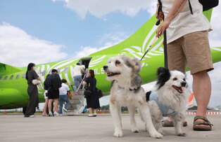 [Moment to Focus] Traveling with pets