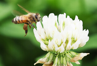 [K-Geography] Ahead of World Bee Day