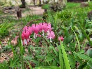 야생화로 수놓은 지리산…탐방로 곳곳서 형형색색 '활짝'