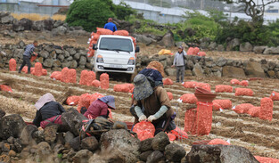 [Moment to Focus] Harvesting garlic