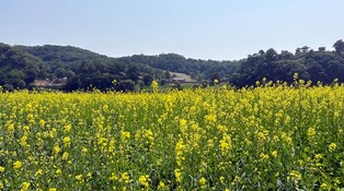 [픽! 공주] 유채꽃으로 물든 공주 금강 미르섬