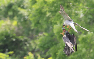 [K-Geography] Falcons hunting