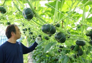 '여름철 영양간식' 공중재배 해남 미니 밤호박 본격 출하