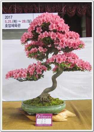 '연분홍 우아한 자태'…철쭉 분재전시회 내달 1일 충주서 개막