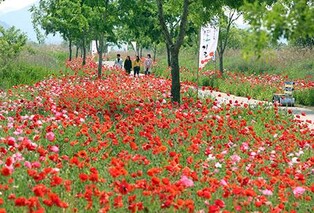 강바람에 한들한들…꽃양귀비 만개한 밀양 초동연가길