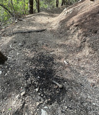 녹색연합 "울진·삼척 산불로 산양 서식지 줄고 밀도 높아져"