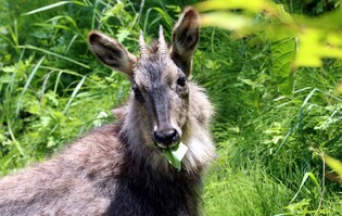 어미잃고 떠돌다 구조된 '산양' 청주동물원에 새 보금자리