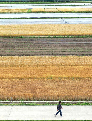 [K-Geography] Barley field