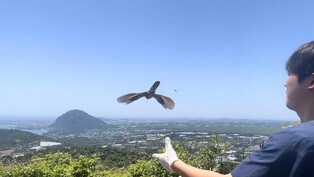유리창 충돌해 다친 천연기념물 두견이, 치료 후 자연으로