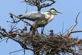 [K-Geography] Herons care for chick