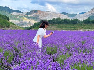 "보랏빛 세상으로 오세요" 동해 무릉별유천지서 라벤더 축제