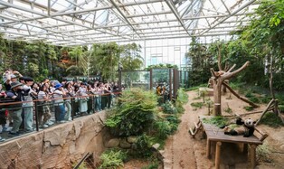 중국 귀국 '아기 판다' 보자…에버랜드 판다월드 입장객 20%↑