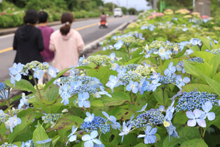 [K-Geography] Hydrangea flowers