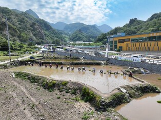 1987년 이후 명맥 끊긴 울릉 벼농사…36년 만에 재개