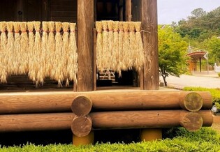 김해가야테마파크, 행운·풍요 상징 '보리 다발' 나눔