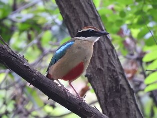 광주 도심 공원서 천연기념물 팔색조 발견