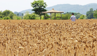 [K-Geography] Barley field