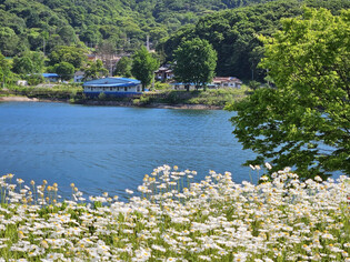 [K-Traveler] Amid dazzling daisy flowers of Gisan Lake