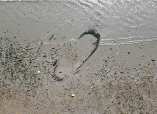 전남 해남 해변에서 고선박 추정 목선 발견…26일 발굴조사 시작