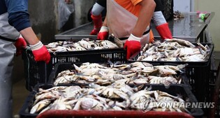 서해 연평도서 10∼11일 제1회 꽃게체험 축제…장터도 열려