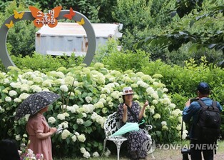 초여름 정취 만끽하려면 이곳…수국 만개한 김해 수안마을