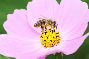 [K-Geography] Cosmos in full bloom