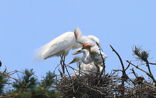 [K-Geography] Heron cares for chicks