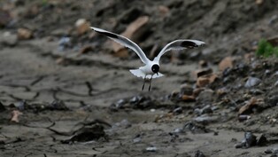 새만금개발이 파괴한 갯벌, 생태 그리고 사람…다큐 '수라'