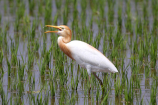 [K-Geography] Cattle egrets
