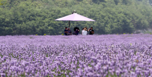 [K-Geography] Lavender galore
