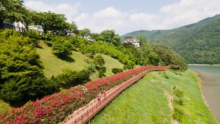 '장미꽃과 남한강 정취를 한번에'…단양 장미터널에 자전거도로