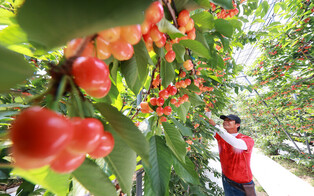 [Moment to Focus] Cherry harvesting