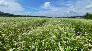 [K-Geography] Buckwheat flowers