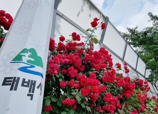 태백시, 화려한 고원장미도시 꿈꾼다