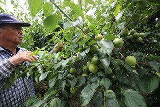 [Moment to Focus] Harvesting plums