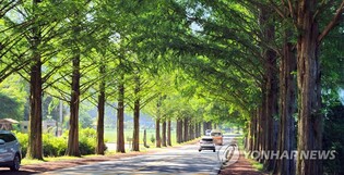 [픽!진안] 초록빛 가득한 '부귀 메타세쿼이아 길'