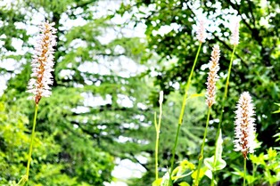 천상의 화원 태백 금대봉에도 여름이 어김없이 왔다