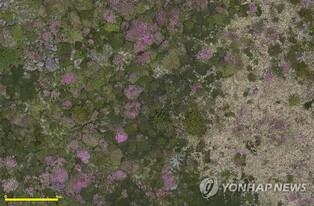 한라산 비경 털진달래·산철쭉 항공 정밀영상 구축