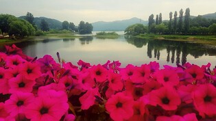 가평 자라섬 꽃 축제 한 달간 12만명 방문…작년 두배