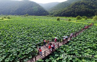 '17만여㎡에 연꽃·갈대 장관' 울산 회야댐 생태습지 개방한다
