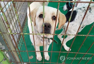 "반려동물 사지 말고 입양하세요"…제주도, 물품비 등 지원