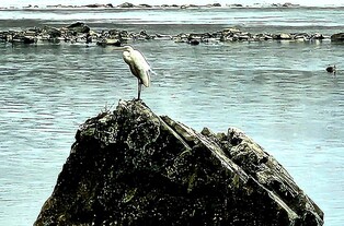 [영월소식] 250㎞ 동·서강 자연생태 특별사진전