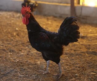 [호식탐탐] ⑪ 10호 닭의 철옹성에 문 두드리는 '우리맛닭'