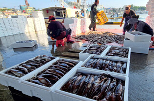 [Moment to Focus] Bumper squid catch