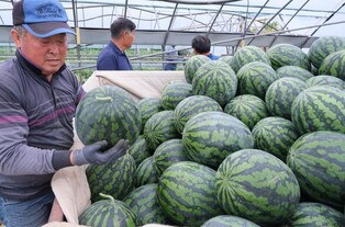 [Moment to Focus] Watermelon season