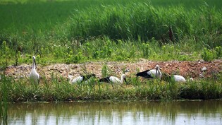 [픽! 서산] 먹이 사냥 나선 '자연번식' 황새 가족