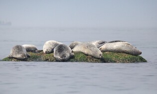 [K-Geography] Spotted seals
