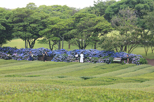 [K-Geography] Stroll at green tea farm