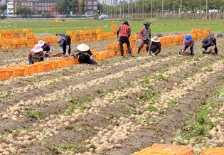 [Moment to Focus] Potato harvesting